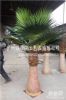 大型仿真棕榈树 美空商场落地花艺装饰布置